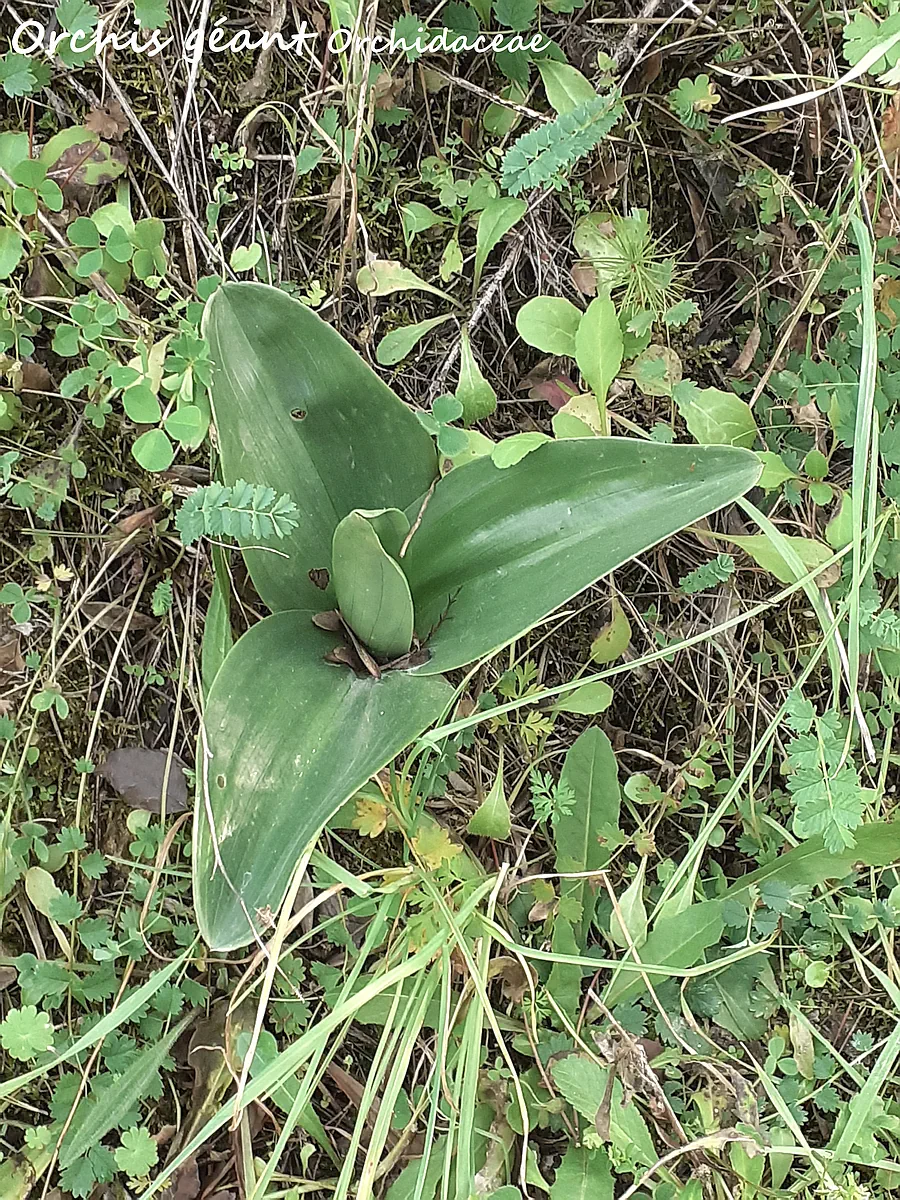 Orchis géant